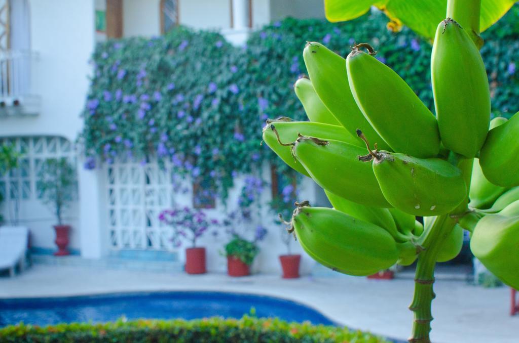 Casa Tukari Colonial House Hotel Puerto Vallarta Exterior photo